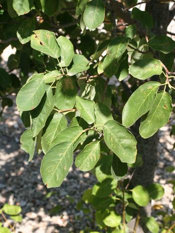 Leaf - Downy Serviceberry