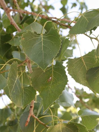 Leaf - Eastern Cottonwood
