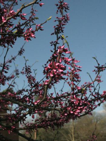 Flower - Eastern Redbud