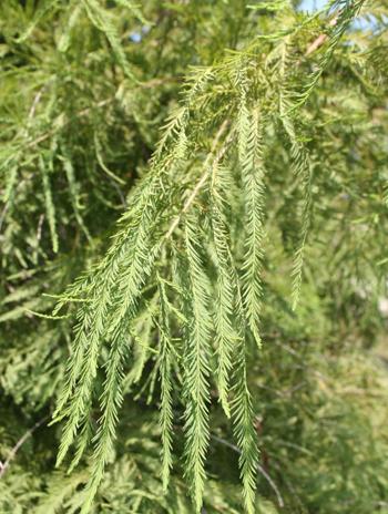 Leaf - Baldcypress