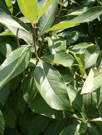 Leaf - White Fringetree
