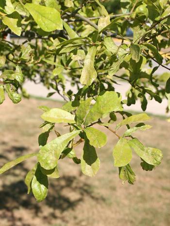 Leaf - Water Oak