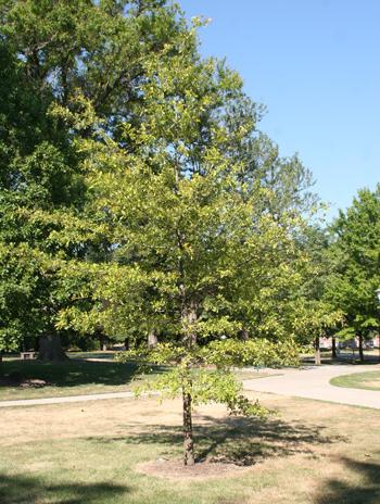 Summer - Water Oak