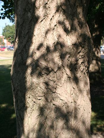 Bark - Ginkgo (Maidenhair Tree)